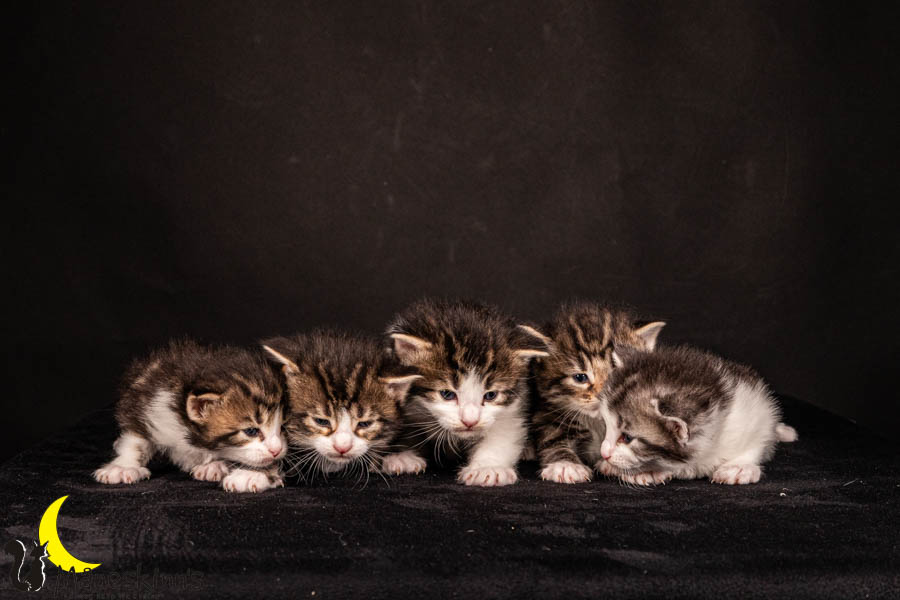 Wurf V (22 Tage alt)