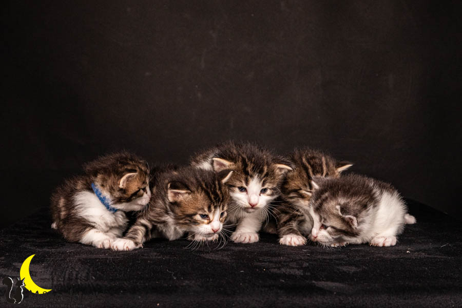 Wurf V (22 Tage alt)