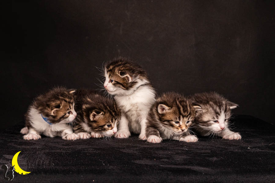 Wurf V (22 Tage alt)