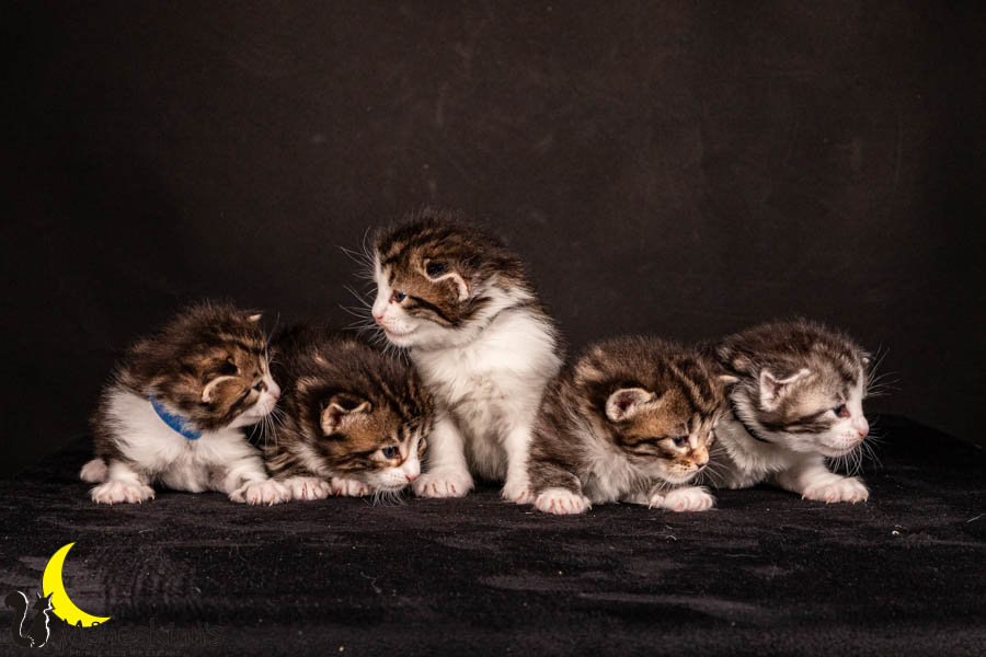 Wurf V (22 Tage alt)