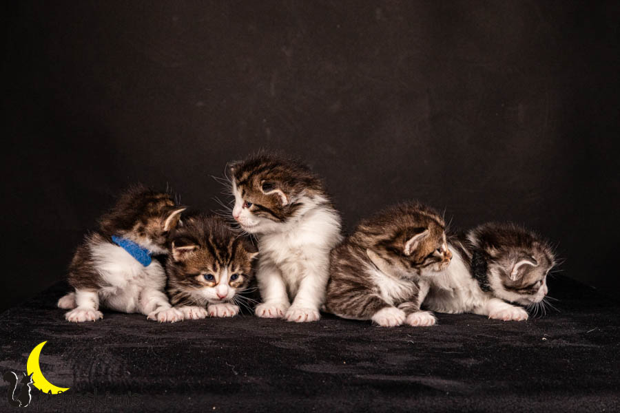 Wurf V (22 Tage alt)