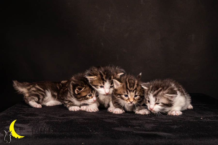 Wurf V (22 Tage alt)