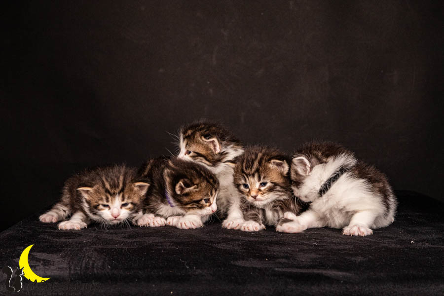 Wurf V (22 Tage alt)