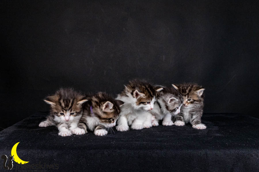 Wurf V (29 Tage alt)