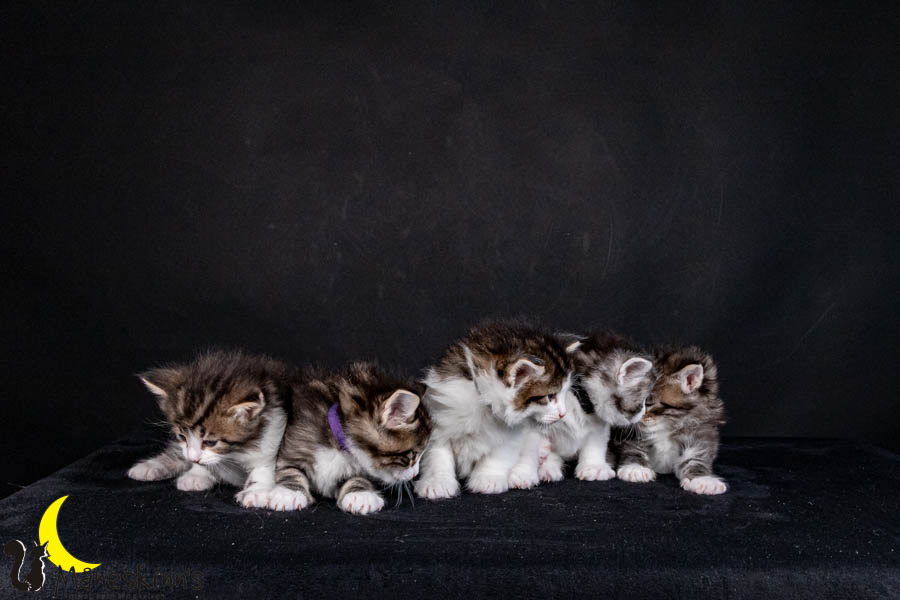 Wurf V (29 Tage alt)