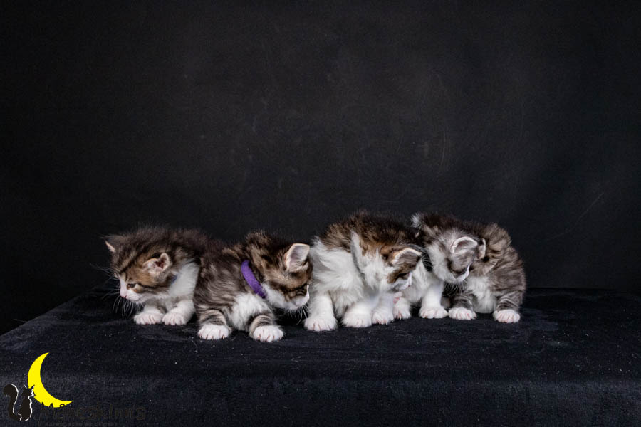 Wurf V (29 Tage alt)