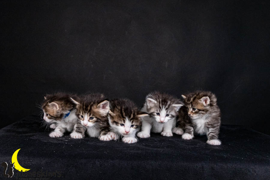 Wurf V (29 Tage alt)