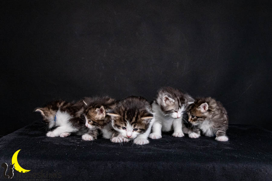 Wurf V (29 Tage alt)