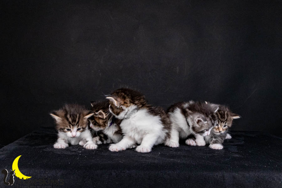 Wurf V (29 Tage alt)