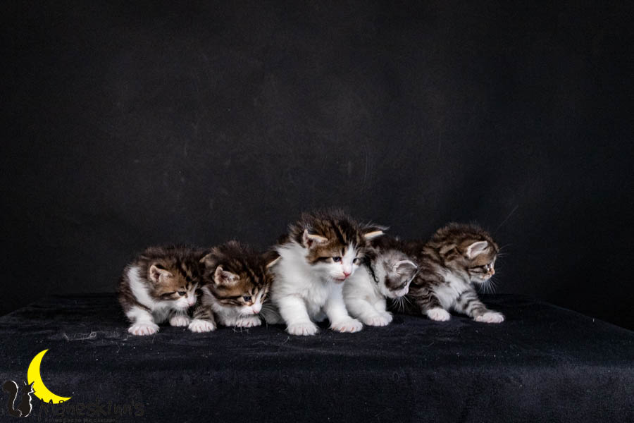 Wurf V (29 Tage alt)