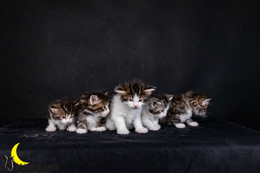 Wurf V (29 Tage alt)