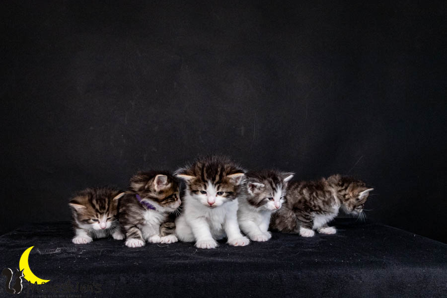 Wurf V (29 Tage alt)