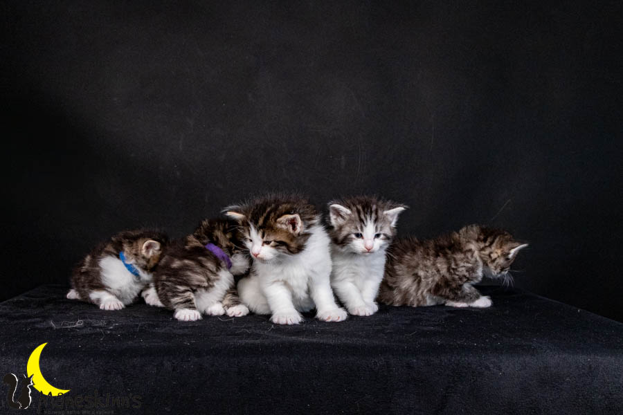 Wurf V (29 Tage alt)