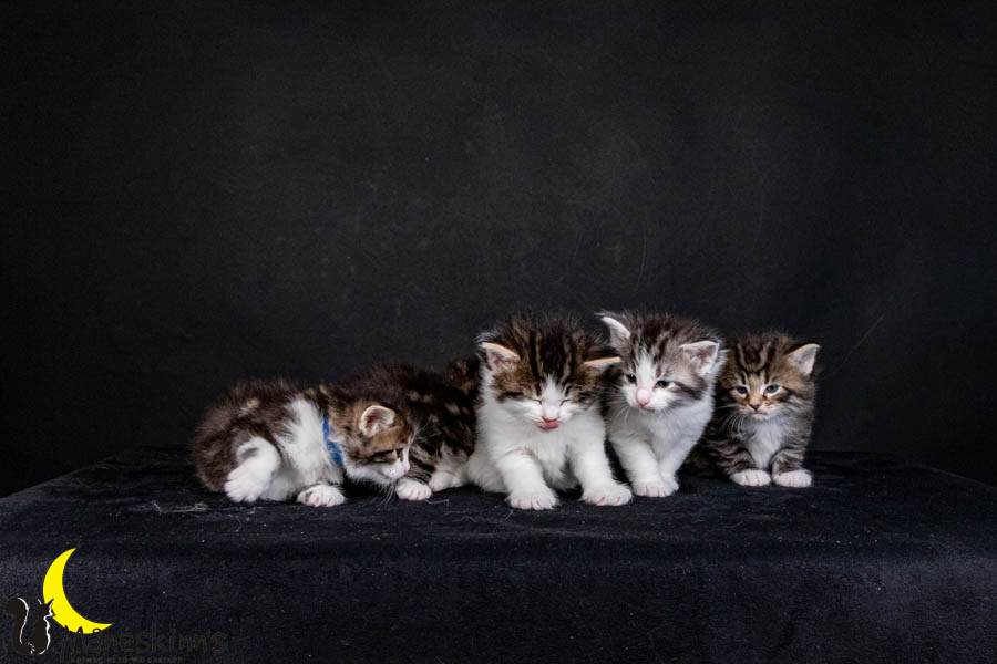 Wurf V (29 Tage alt)