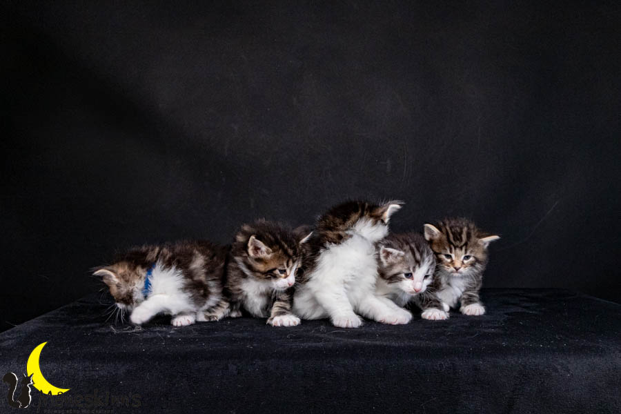 Wurf V (29 Tage alt)