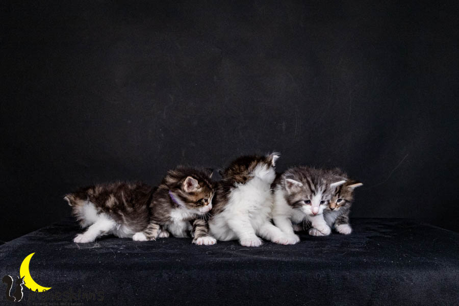 Wurf V (29 Tage alt)