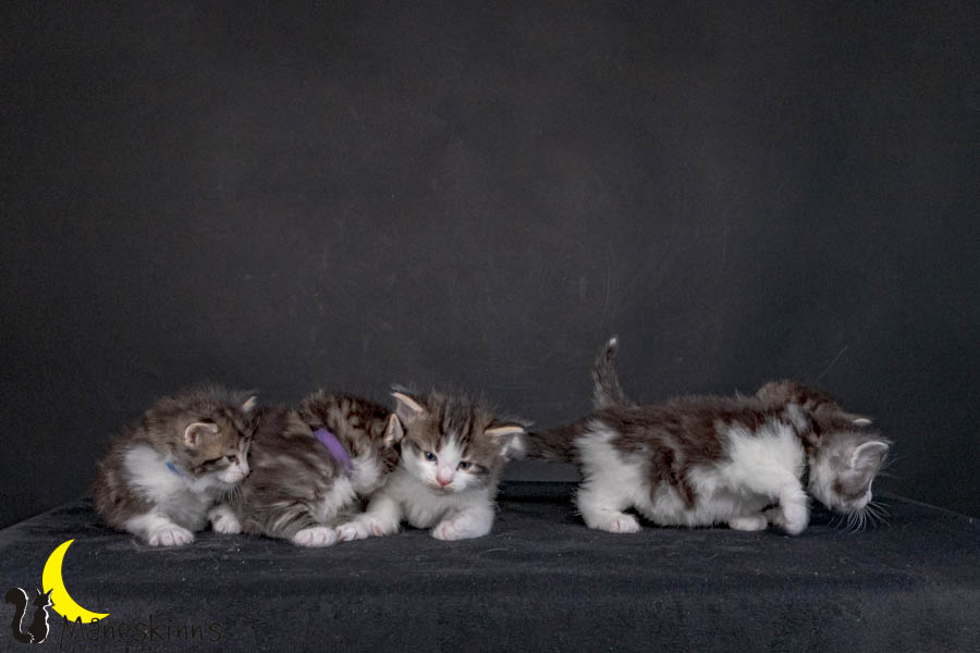 Wurf V (29 Tage alt)