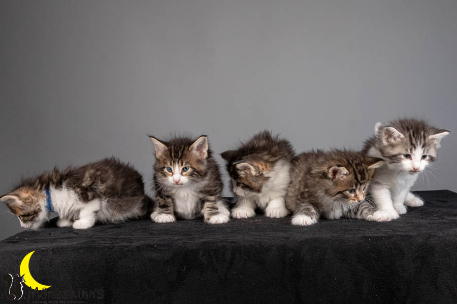 Wurf V (36 Tage alt)