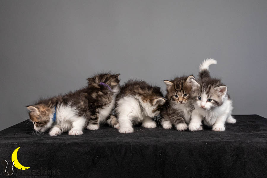 Wurf V (36 Tage alt)