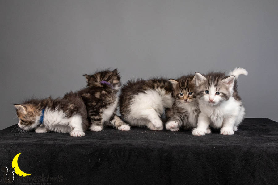 Wurf V (36 Tage alt)