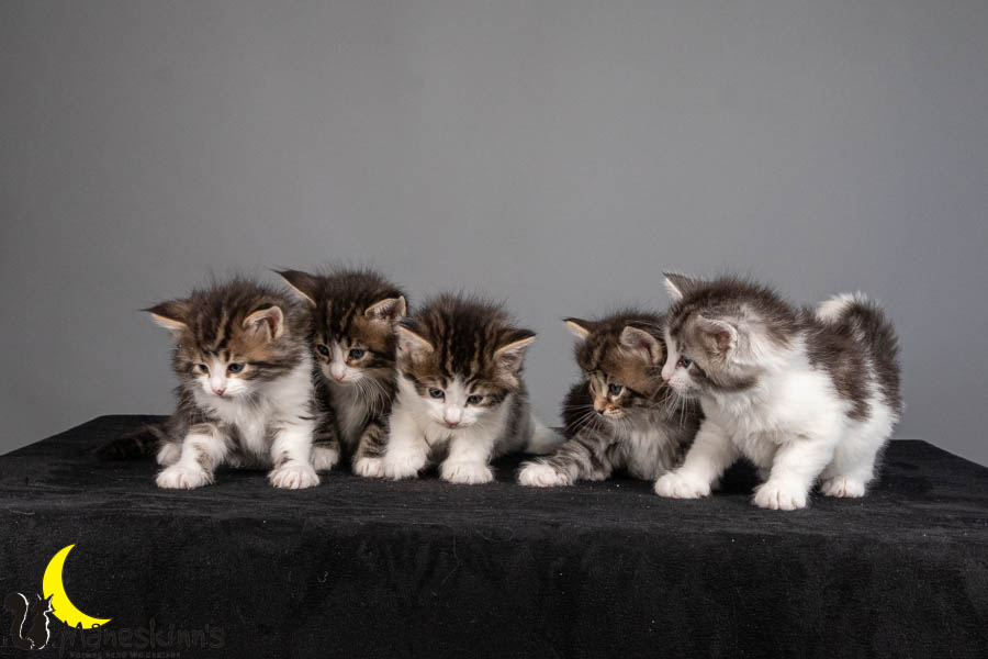 Wurf V (36 Tage alt)