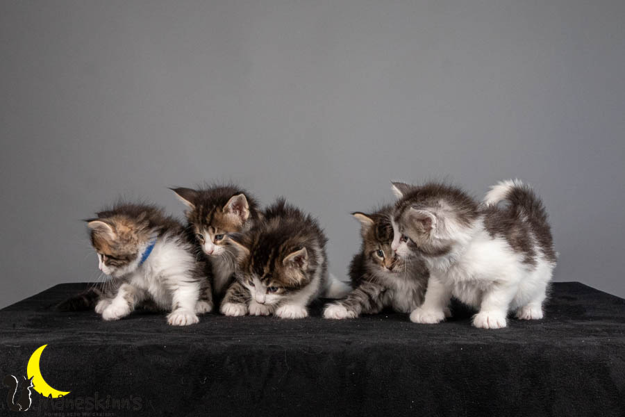 Wurf V (36 Tage alt)