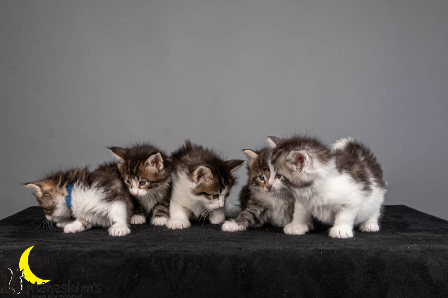 Wurf V (36 Tage alt)