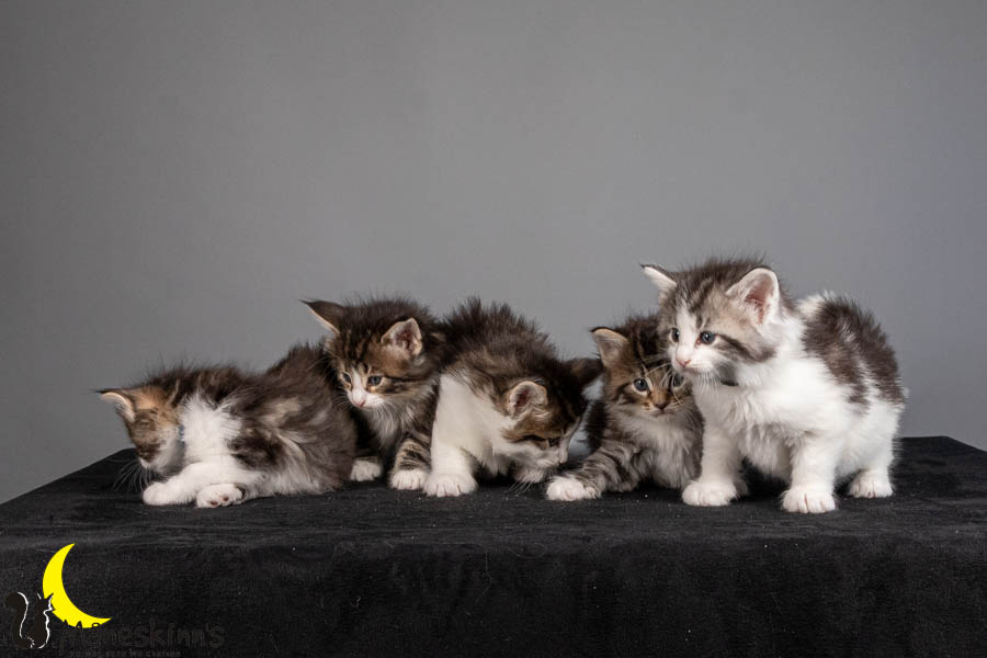 Wurf V (36 Tage alt)