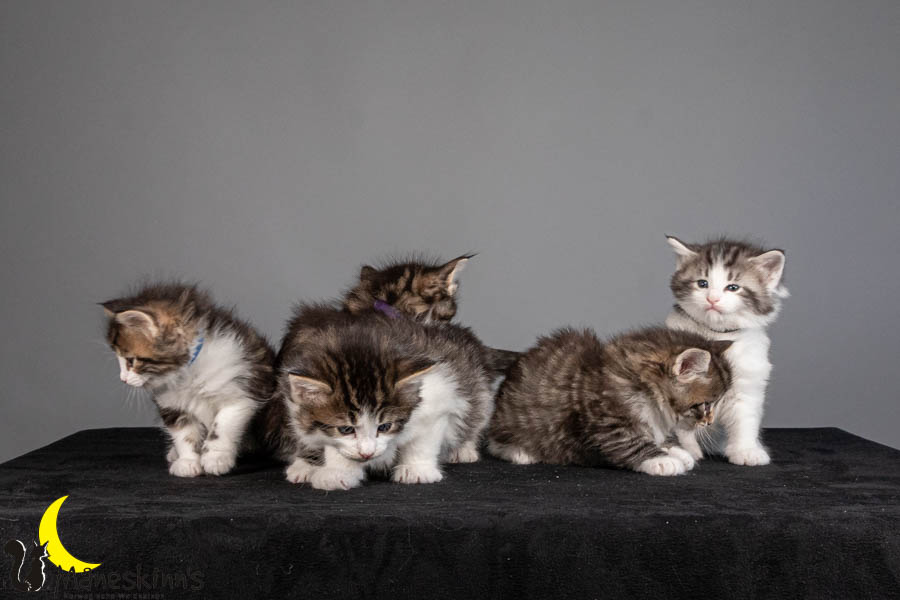 Wurf V (36 Tage alt)