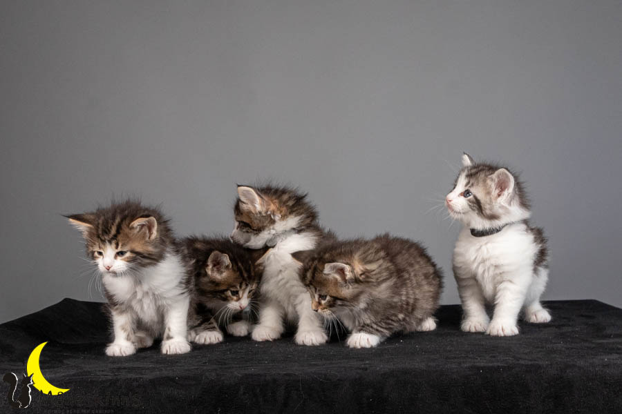 Wurf V (36 Tage alt)