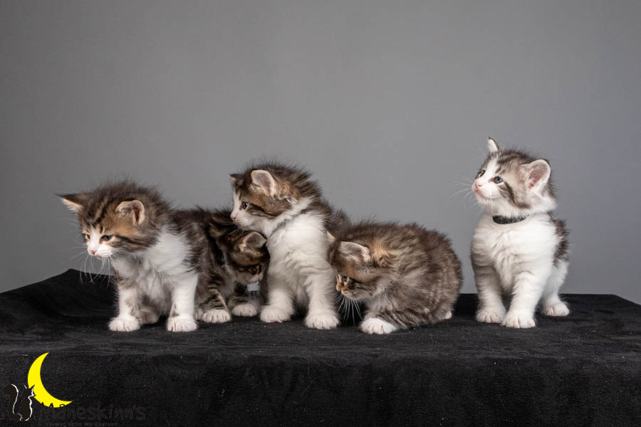 Wurf V (36 Tage alt)