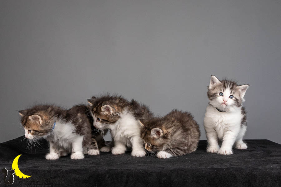 Wurf V (36 Tage alt)