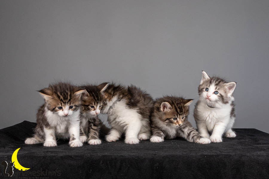 Wurf V (36 Tage alt)