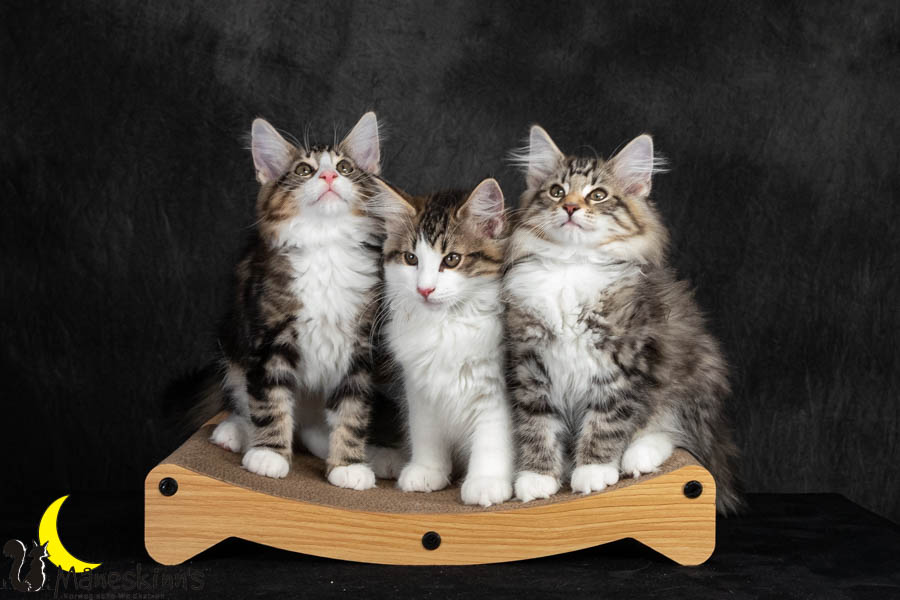 Wurf V (91 Tage alt)