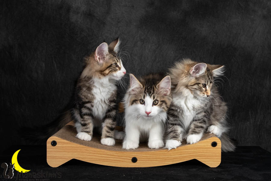 Wurf V (91 Tage alt)