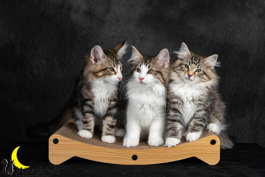 Wurf V (91 Tage alt)