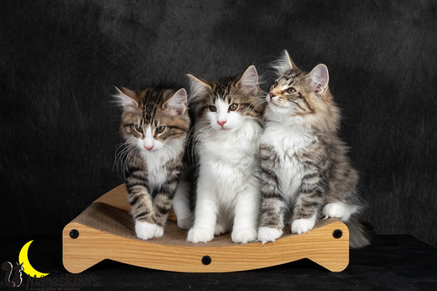 Wurf V (91 Tage alt)