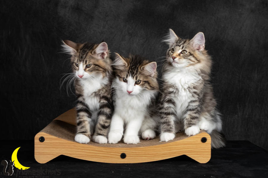 Wurf V (91 Tage alt)