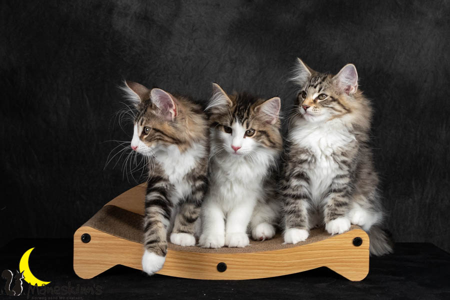 Wurf V (91 Tage alt)