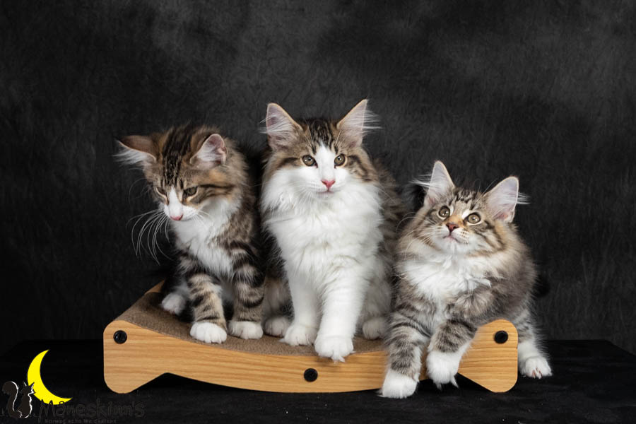 Wurf V (91 Tage alt)