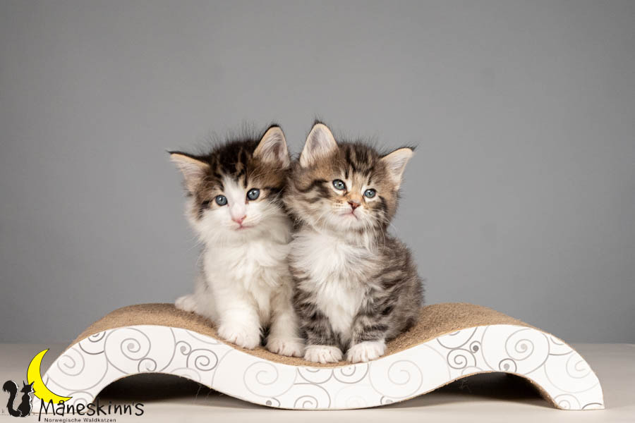 Wurf V (43 Tage alt)