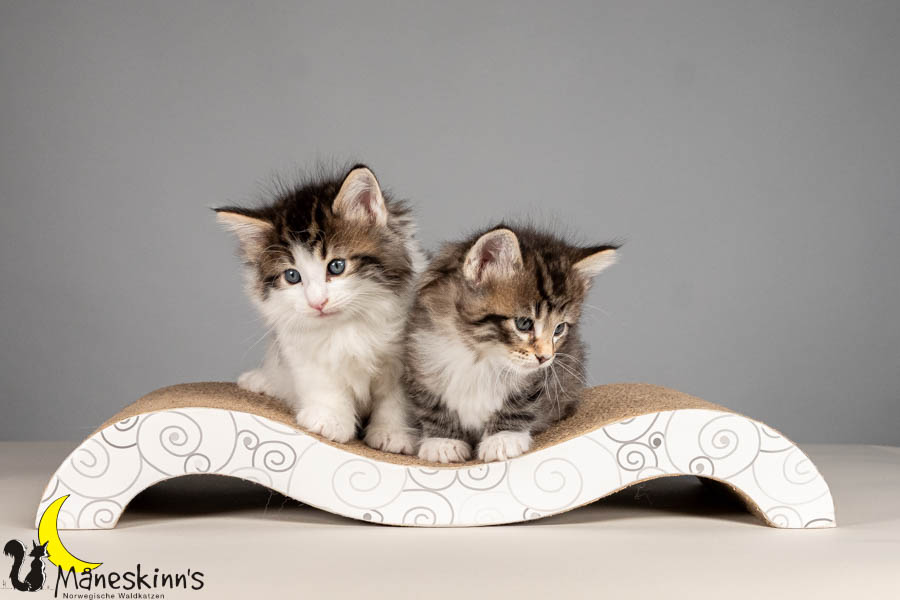 Wurf V (43 Tage alt)