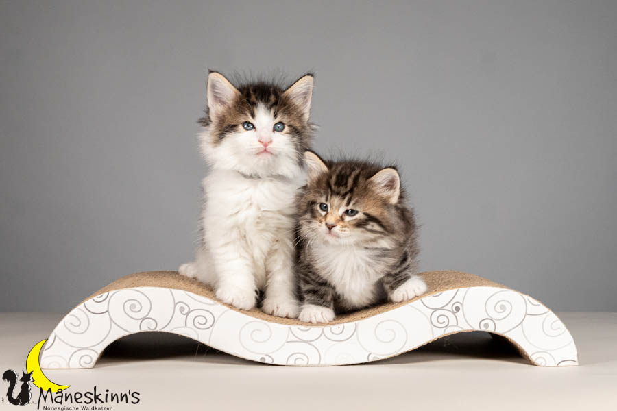 Wurf V (43 Tage alt)