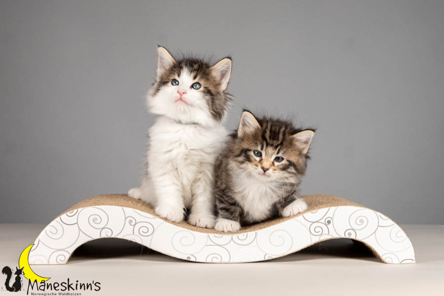 Wurf V (43 Tage alt)