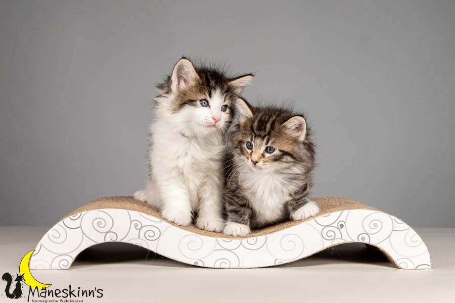 Wurf V (43 Tage alt)