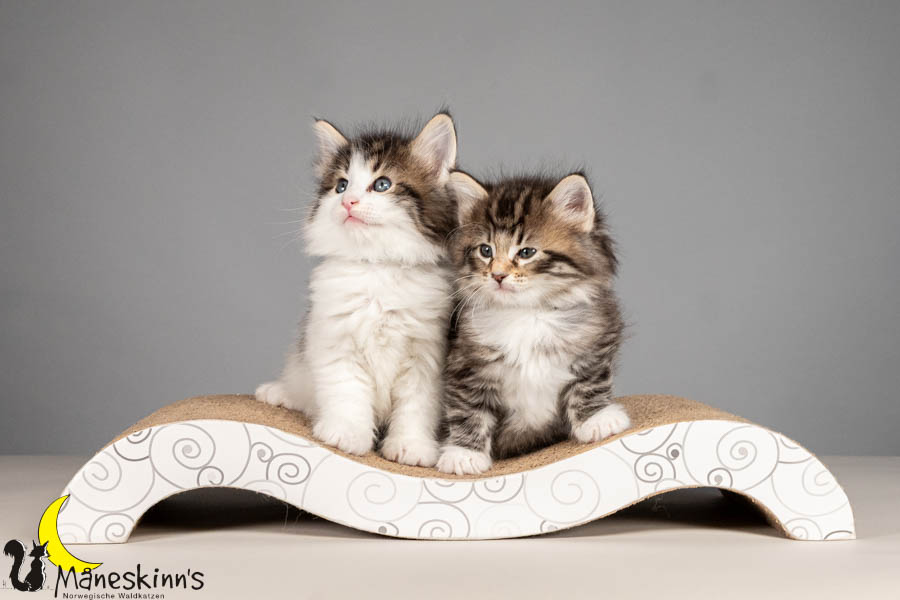 Wurf V (43 Tage alt)