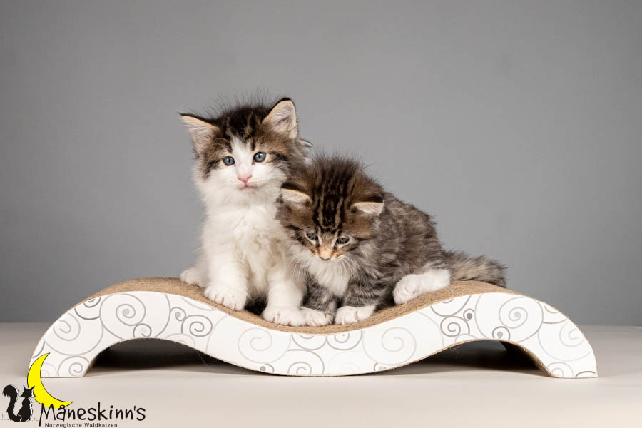 Wurf V (43 Tage alt)