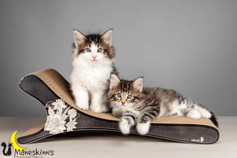 Wurf V (50 Tage alt)