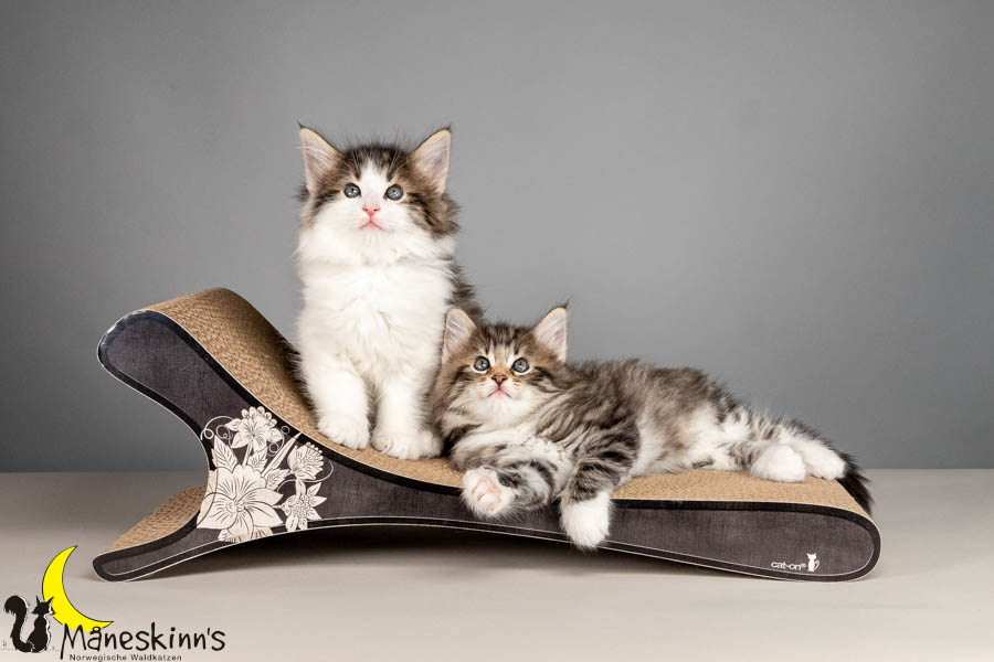 Wurf V (50 Tage alt)