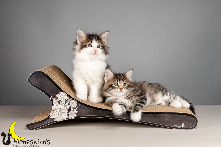 Wurf V (50 Tage alt)